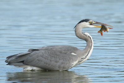 Grey heron, immature