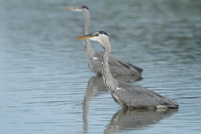 Grey heron, immature