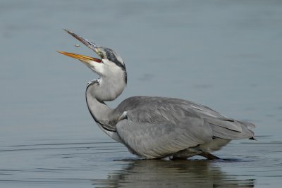 Grey heron, immature