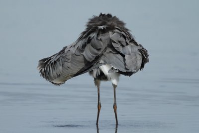Grey Heron, grooming