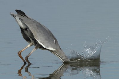 Grey heron, juvenile