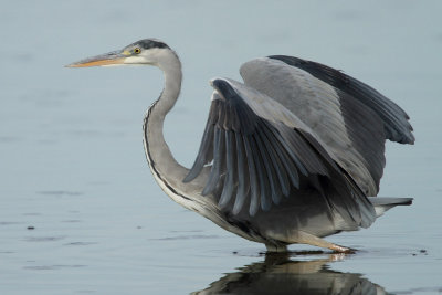 Grey heron, immature