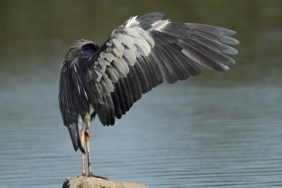 Grey Heron, grooming