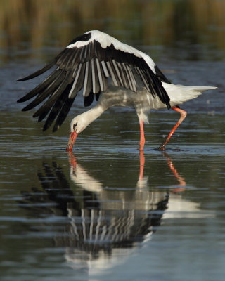 White Stork