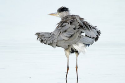 Grey Heron, grooming