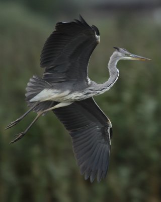 Grey heron, juvenile