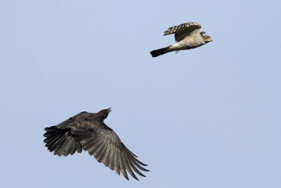 Eurasian Sparrowhawk