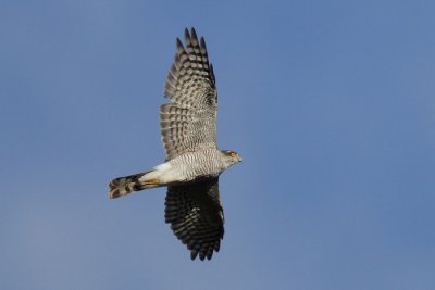 Eurasian Sparrowhawk