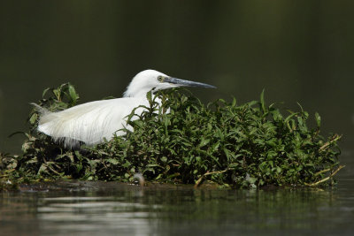 Little Egret