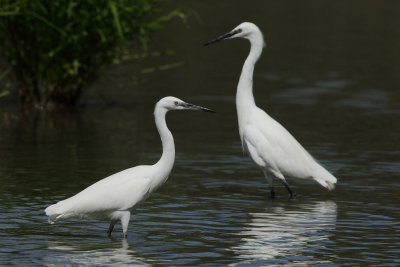 Little Egret