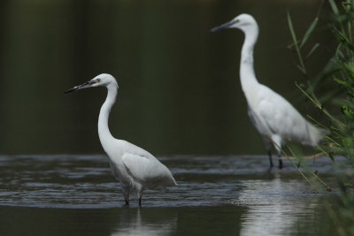 Little Egret