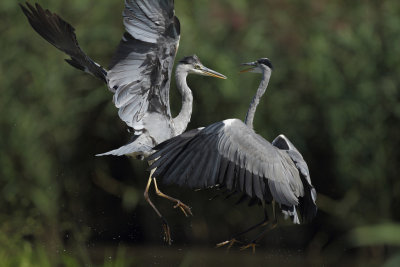 Grey Heron