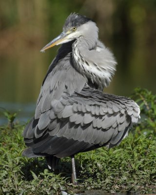 Grey Heron, grooming