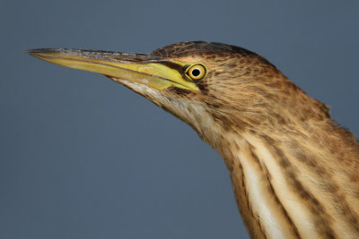 Little Bittern, juvenile