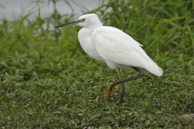 Little Egret