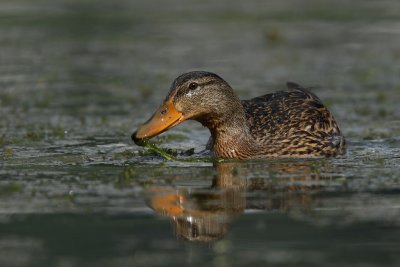 Mallard, female