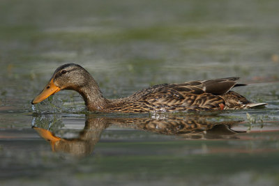 Mallard, female