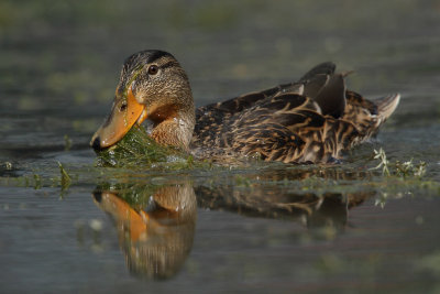 Mallard, female