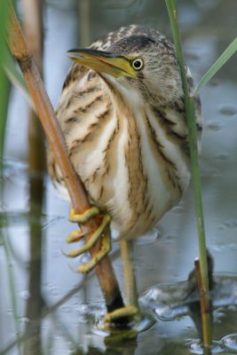 Little Bittern, juvenile