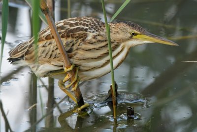 Little Bittern, juvenile