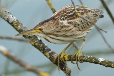 Little Bittern, juvenile