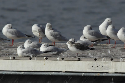 Sabine's gull, juvenile