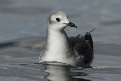 Sabine's gull, juvenile