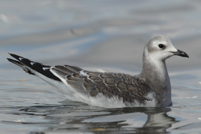 Sabine's gull, juvenile