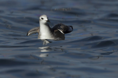 Sabine's gull, juvenile