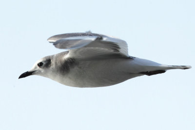 Sabines gull, juvenile
