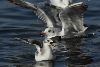 Sabine's gull, juvenile