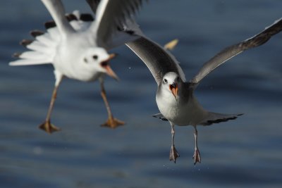 Sabine's gull, juvenile