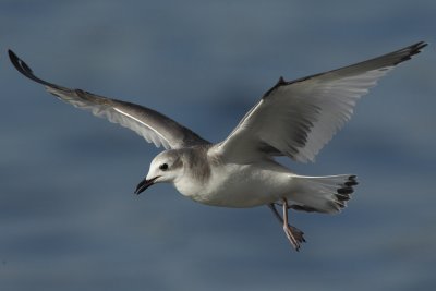 Sabine's gull, juvenile