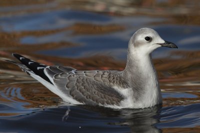 Sabines gull, juvenile