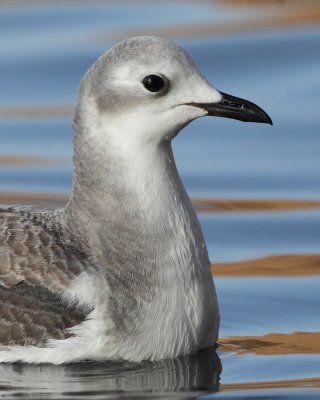 Sabine's gull, juvenile