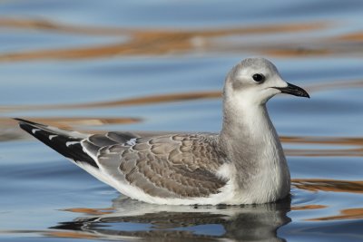 Sabine's gull, juvenile