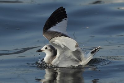 Sabine's gull, juvenile