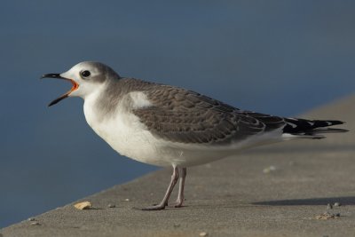 Sabine's gull, juvenile