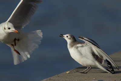 Sabine's gull, juvenile