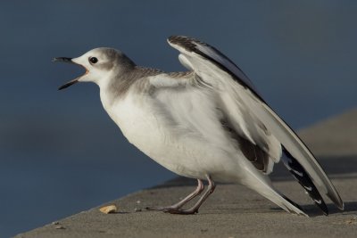 Sabine's Gull - In Action