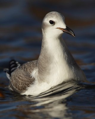 Sabine's gull, juvenile