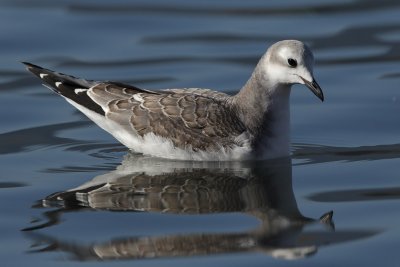 Sabine's gull, juvenile