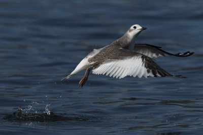 Sabine's Gull - In Flight