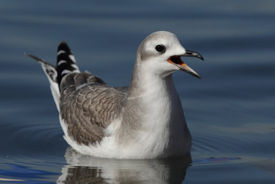 Sabine's gull, juvenile