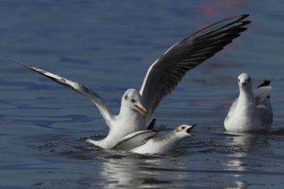 Sabine's gull, juvenile
