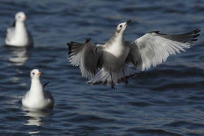 Sabine's gull, juvenile
