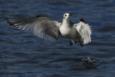 Sabine's gull, juvenile