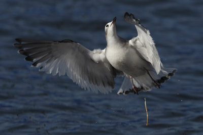 Sabine's gull, juvenile
