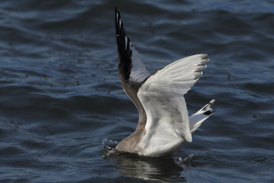 Sabine's gull, juvenile
