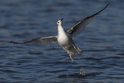 Sabine's gull, juvenile